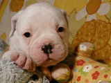 Chiots Old English Bulldog