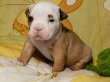 Chiots Old English Bulldog