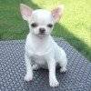 A donner chiot Chihuahua femelle blanche