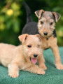 Lakelands Terriers à vendre
