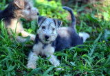 Lakelands Terriers à vendre