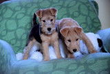 Lakelands Terriers à vendre