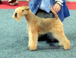 Lakelands Terriers à vendre
