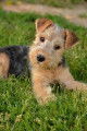 Lakelands Terriers à vendre