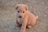 Lakelands Terriers à vendre