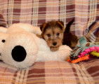 Lakelands Terriers à vendre