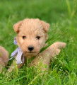 Lakelands Terriers à vendre