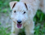 Lakelands Terriers à vendre