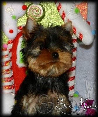 2 Chiots Yorkshire Terrier à Vendre 1 Femelle 1 Mâle