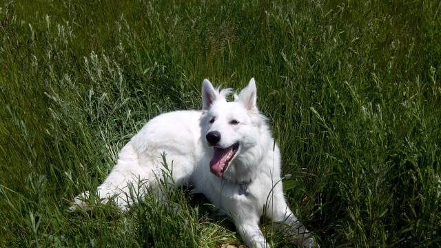 Berger Blanc Suisse Pour Saillie Petite Annonce Chien