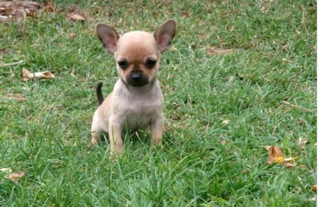 Magnifique chiot Chihuahua femelle à donner : Petite Magnifique chiot Chihuahua femelle à donner : Petite