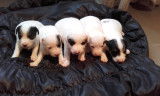 Chiots Jack Russell