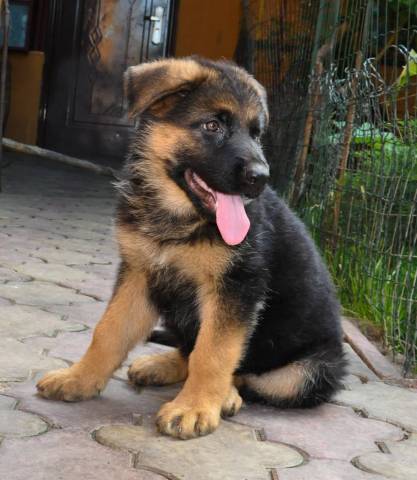 Chiots Type Berger Allemand