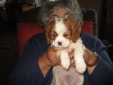 Cavalier king charles