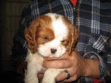 Cavalier king charles