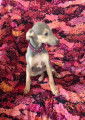 Chiot  whippet