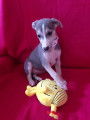 Chiot  whippet