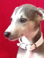 Chiot  whippet