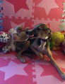 Chiot  whippet