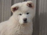Chiots Akita américain lof