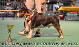 gabana de l'empire du bull champion d'allemagne champion de belgique champion international champion du luxembourg