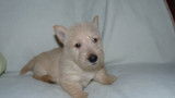 Chiots Scottishs Terriers LOF