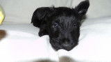 Chiots Scottishs Terriers LOF