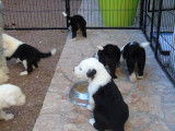 Chiots bobtail LOF
