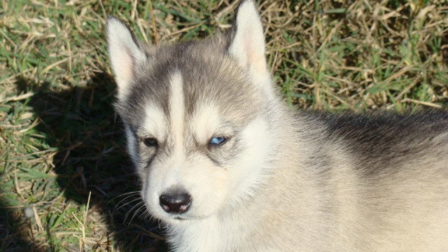 Donne trois magnifiques chiot Husky Sibérien Petite