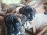 Chiot Boxer l.o.f, âgé de 11 semaines