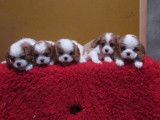 Chiots Cavalier king charles L.O.F