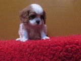 Chiots Cavalier king charles L.O.F