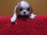 Chiots Cavalier king charles L.O.F