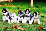Chiots Husky Siberien Prêt à Partir