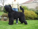 Multi champion de race terrier noir russe