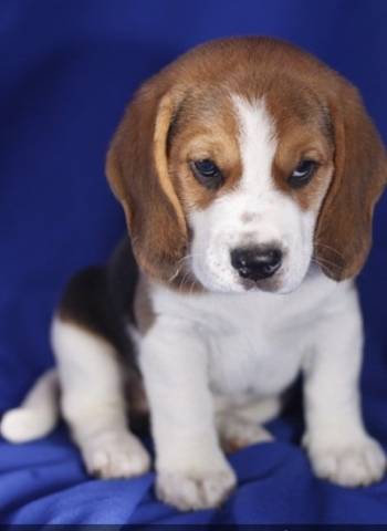 Chiots Beagle Petite Annonce Chien