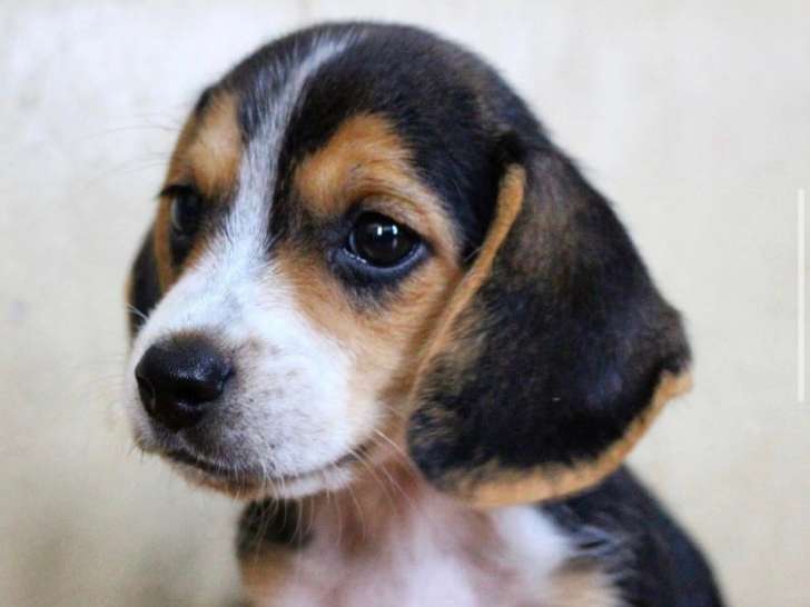 Chiots Beagle