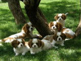 Magnifiques Chiots de Race Cavalier King Charles LOF