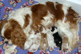 Magnifiques Chiots de Race Cavalier King Charles LOF