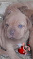 Chiots dogue de bordeaux