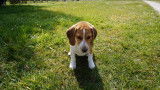 Beagle 4 Mois LOF + Caisse de Transport
