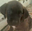 Chiots cane corso