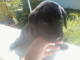Chiots cane corso