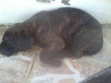 Chiots cane corso