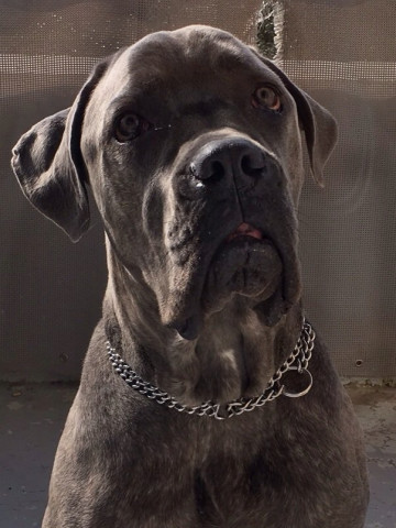 Donne Cane Corso Gris Bringé Petite Annonce Chien