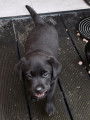 Vends 2 mâles Labrador Retriever LOF
