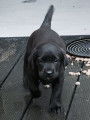 Vends 2 mâles Labrador Retriever LOF