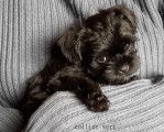 Chiots Affenpinscher