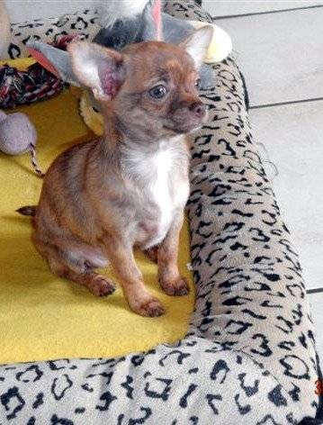 Chiots Chihuahua LOF disponibles de suite