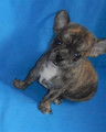 Chiots Chihuahua LOF disponibles de suite